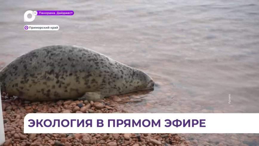 Стали известны результаты конкурса природоохранной журналистики «Живая Тайга»-2024