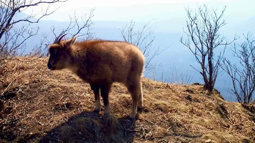 Чрезвычайно редкое в мире животное замечено в Приморье