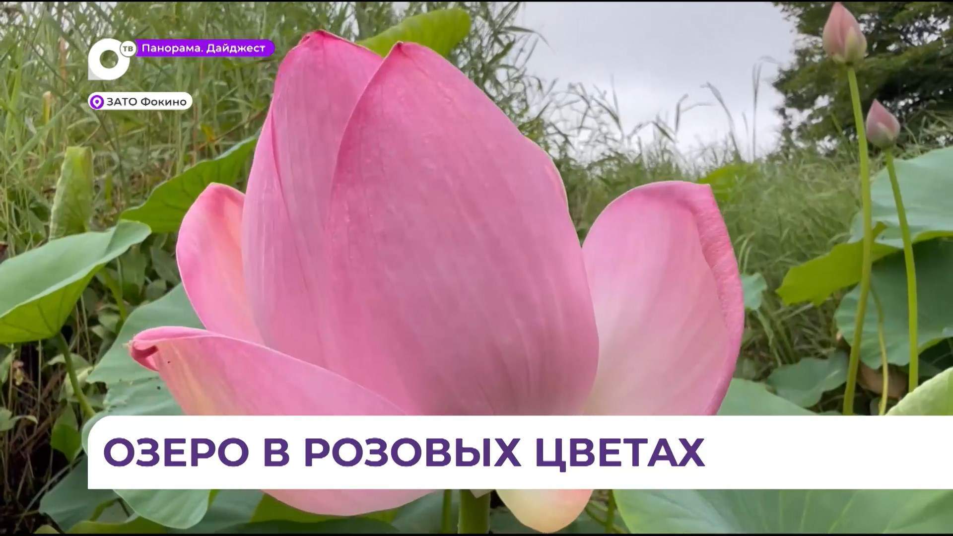 На острове Путятина – самый пик цветения лотосов