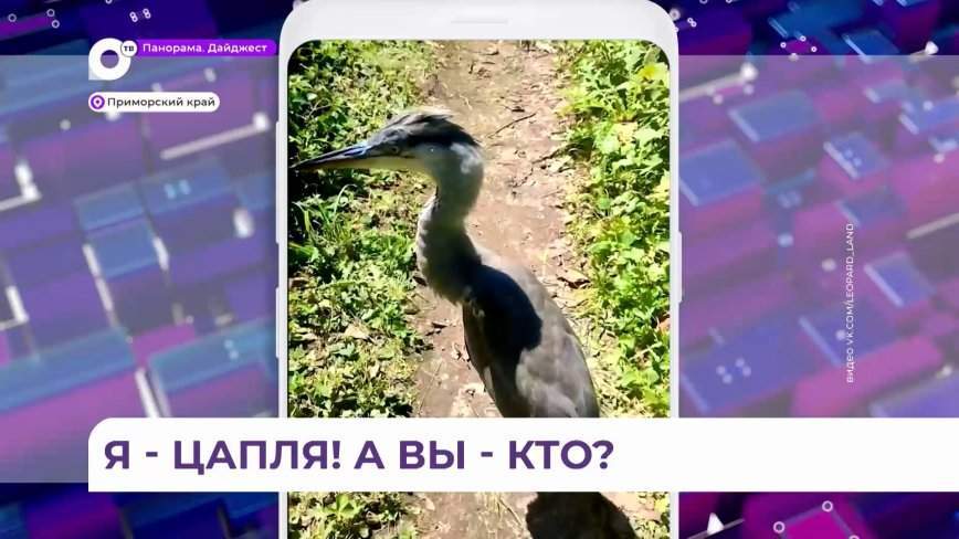 Цапля «отработала» фотомоделью на самом южном острове России