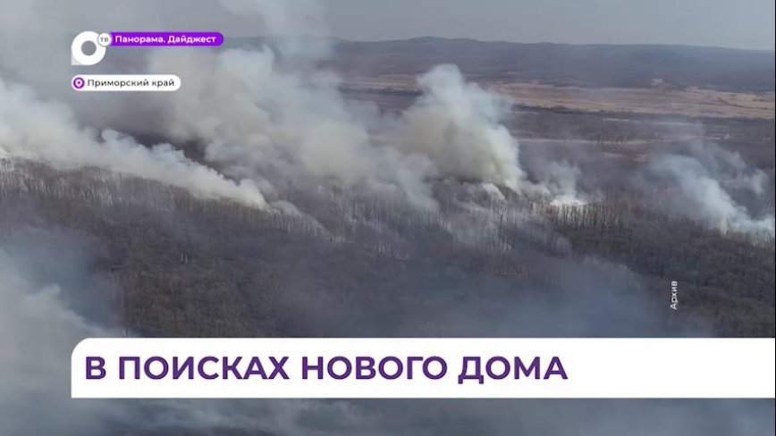 В Хасанском округе животные лишились дома из-за пожаров