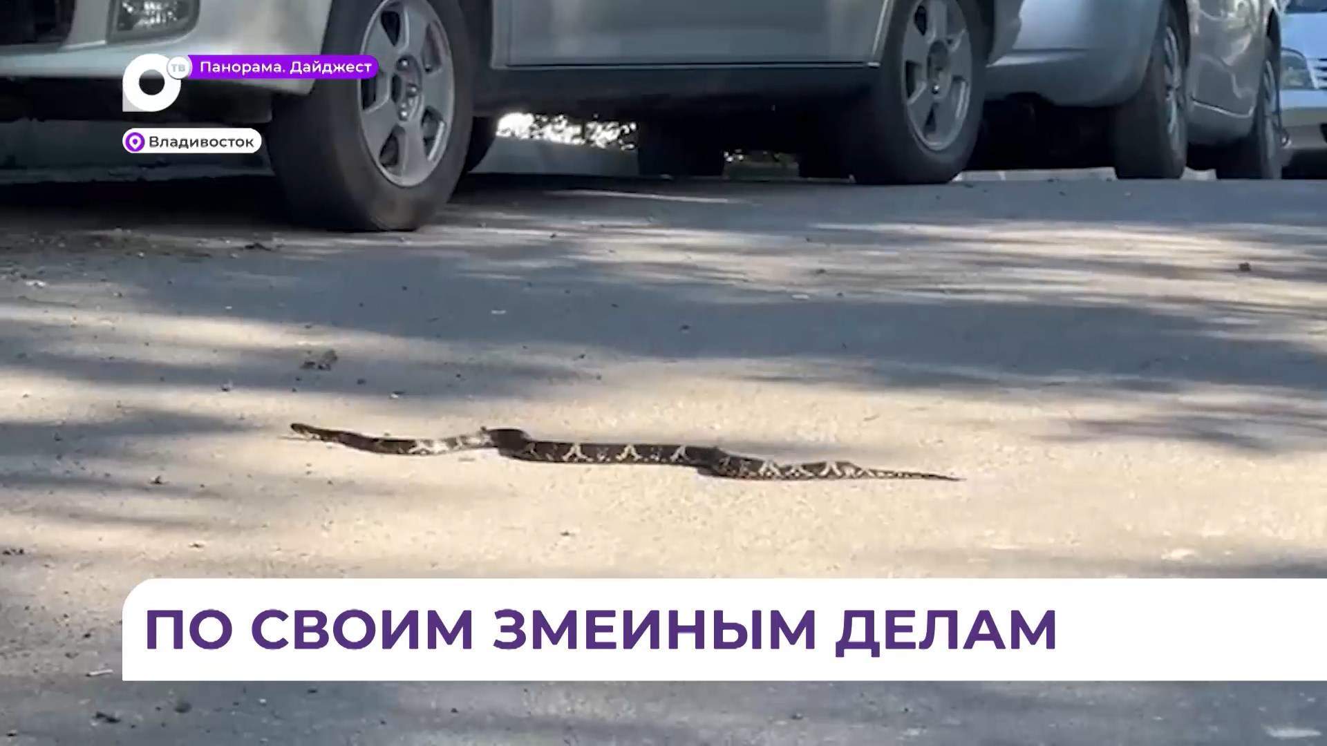 На одной из улиц Владивостока замечена очень крупная змея