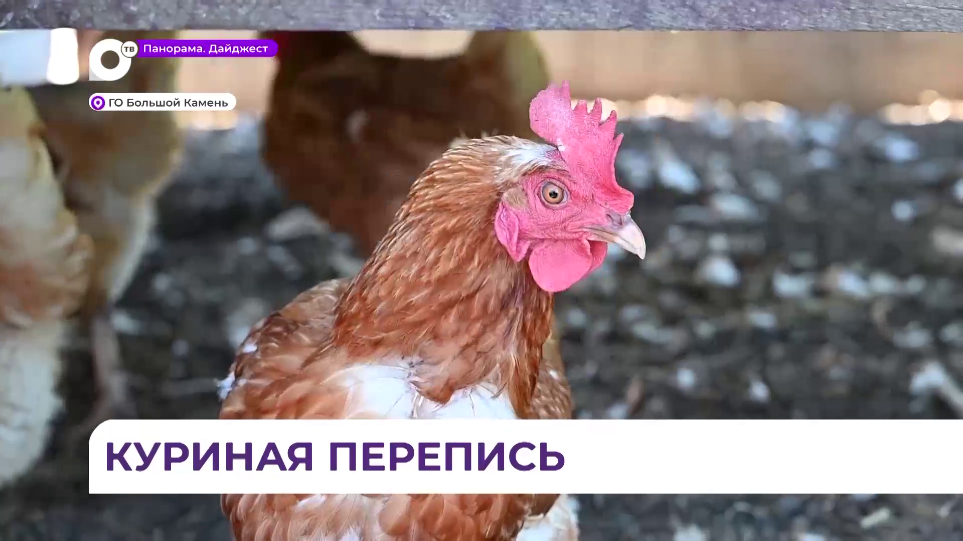 Новые правила учета домашней птицы действуют в Приморье