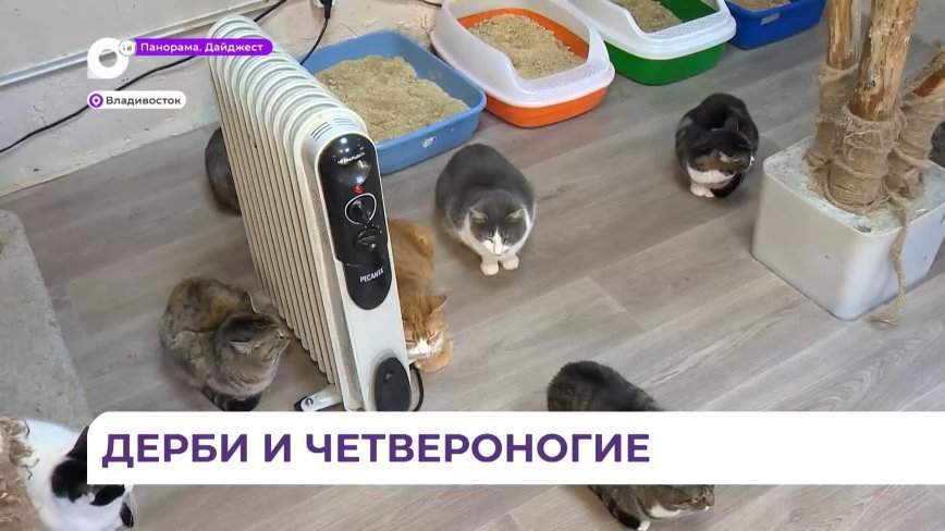 Любители хоккея смогут принять участие в масштабной акции помощи бездомным животным