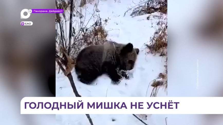 Истощенного медвежонка бурого медведя привезли в центр «Тигр» из Еврейской автономной области
