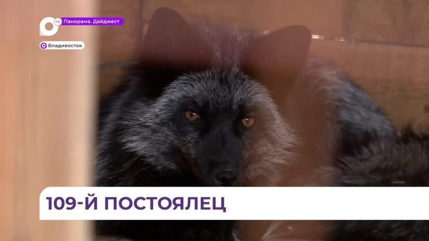 В Артёме наконец-то пристроили собаку, которая несколько недель ездила в муниципальном автобусе