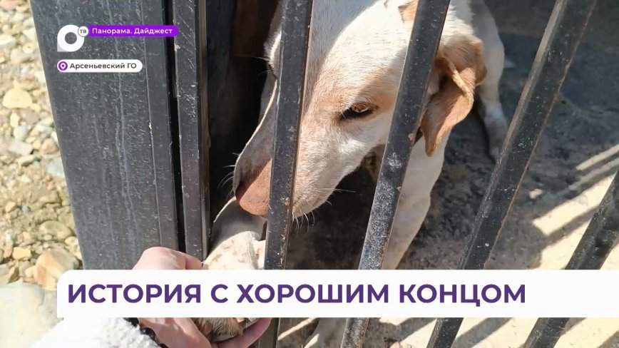 Три собаки, вокруг которых шумел скандал с зимы, обрели семью в Приморье