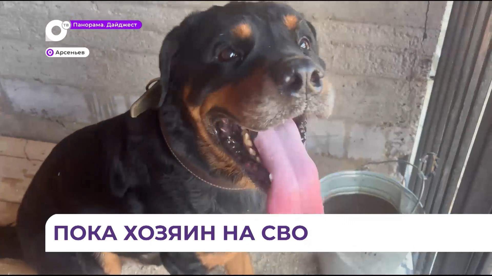 Пока приморские участники СВО на фронте, их питомцы под надёжной защитой
