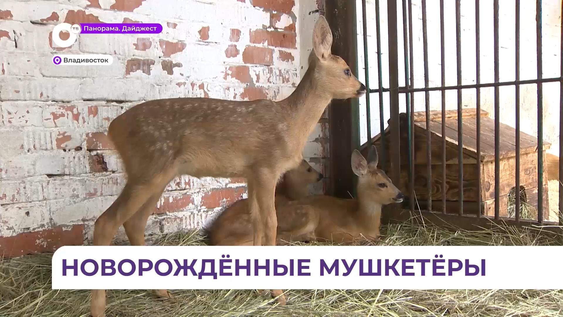 Найденные в Приморье новорожденные косулята заметно окрепли в реабилитационном центре