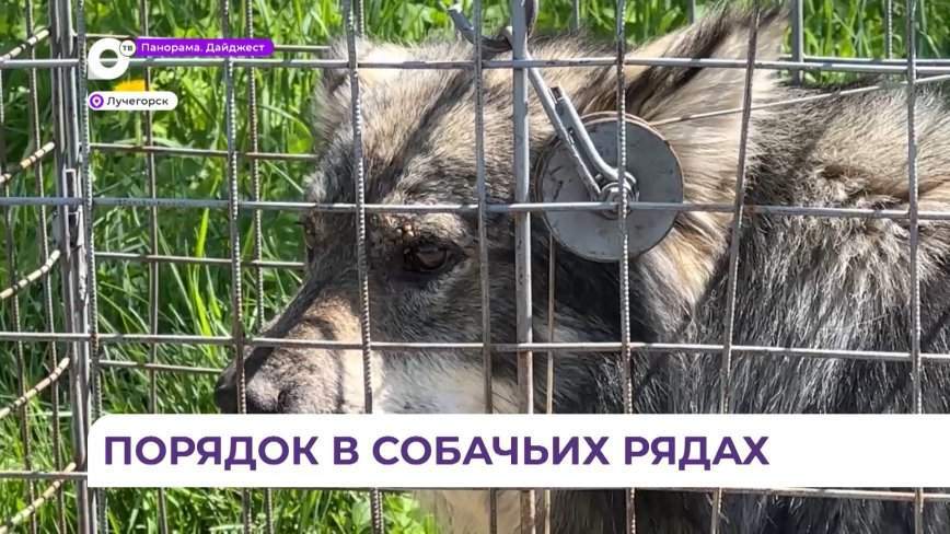Бездомных собак отлавливают в Лучегорске