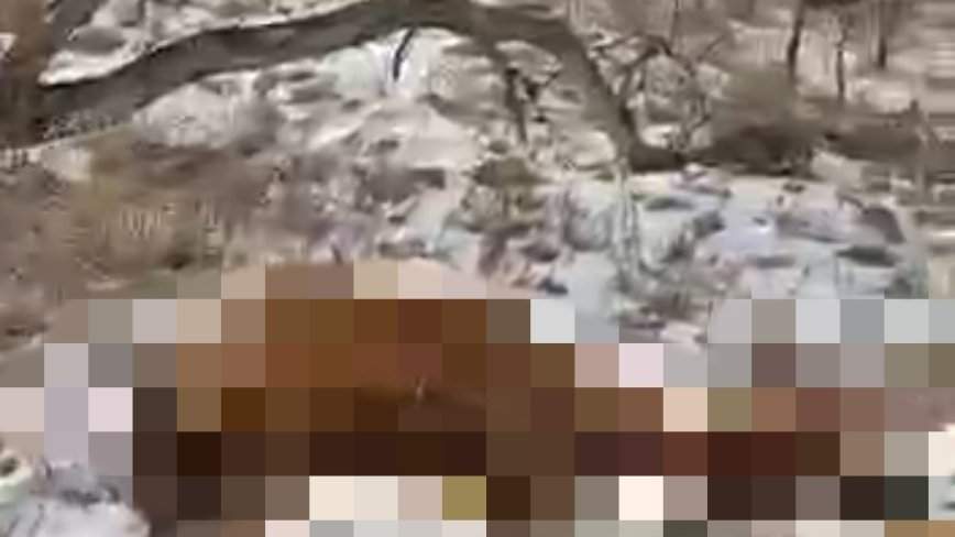 «Собаки, птицы или еще кто дожрëт»: труп обнаружен в лесу в Приморье