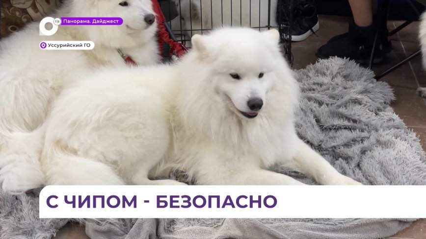 Кампания по чипированию собак и кошек началась в Артёме и Уссурийске