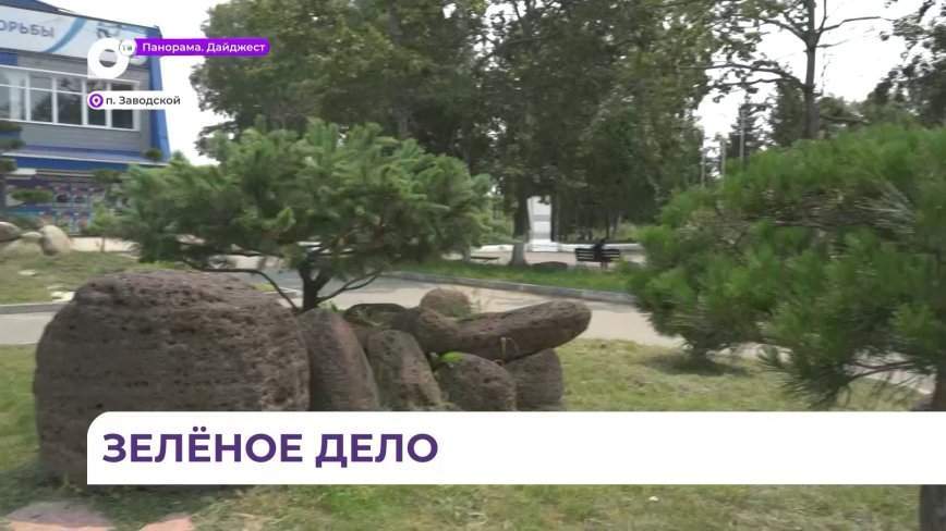 Живую изгородь из деревьев высадили в приморском поселке Заводской местные жители