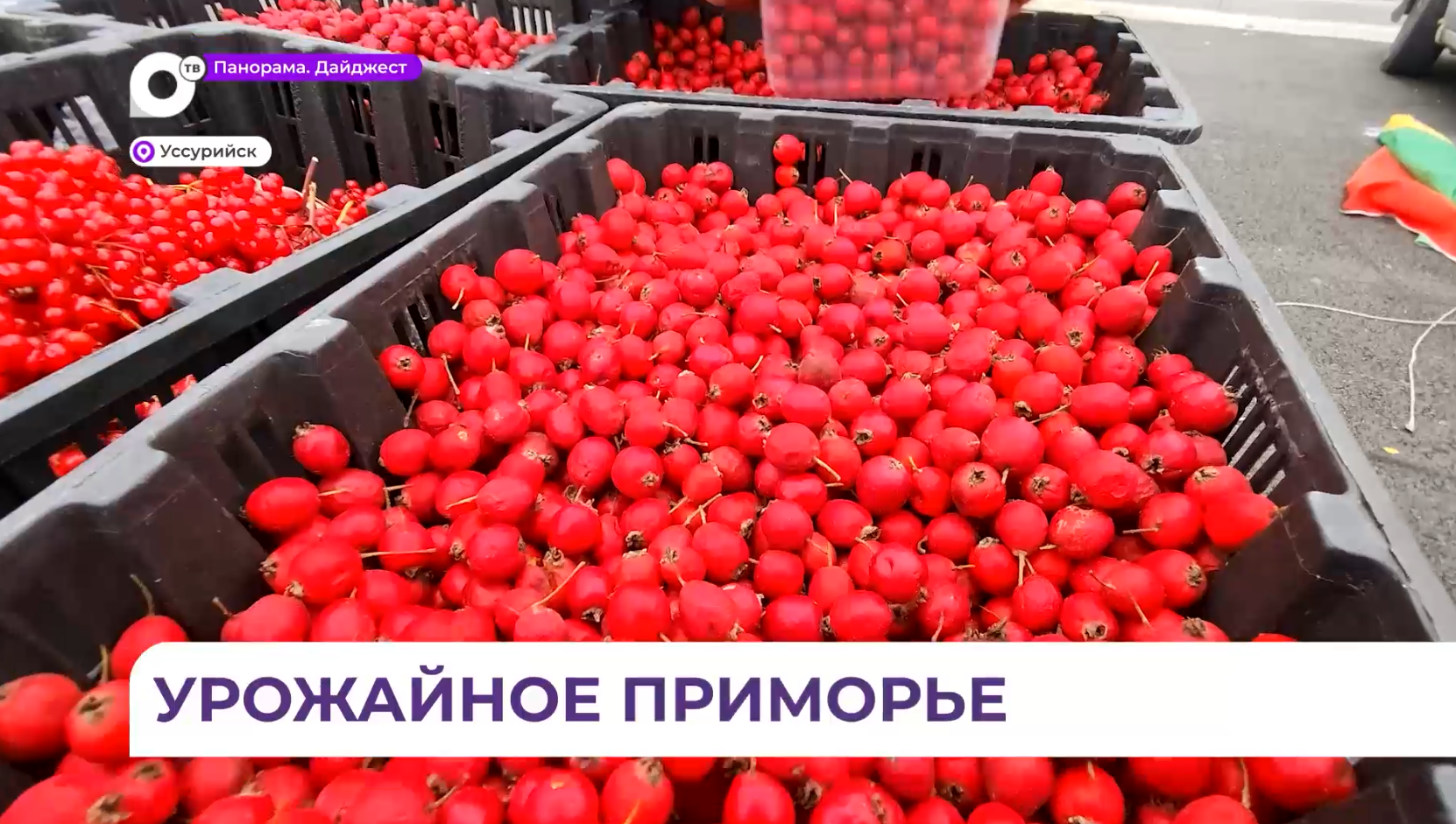 Приморские фермеры на ярмарке в Уссурийске делились богатым урожаем и раскрывали секреты