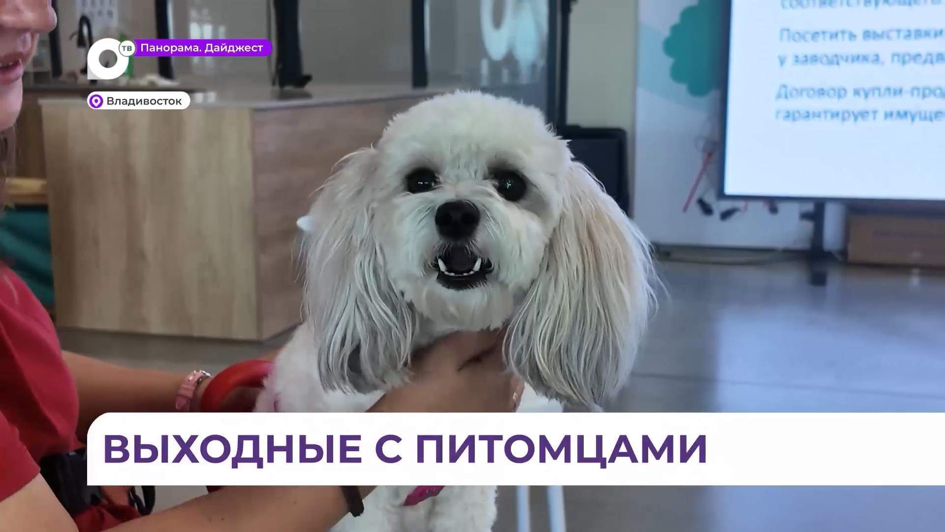 Во Владивостоке состоялся праздник для любителей животных