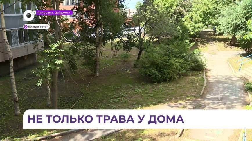 Жители Владивостока смогут обустроить возле своего дома территории для выгула или дрессировки собак