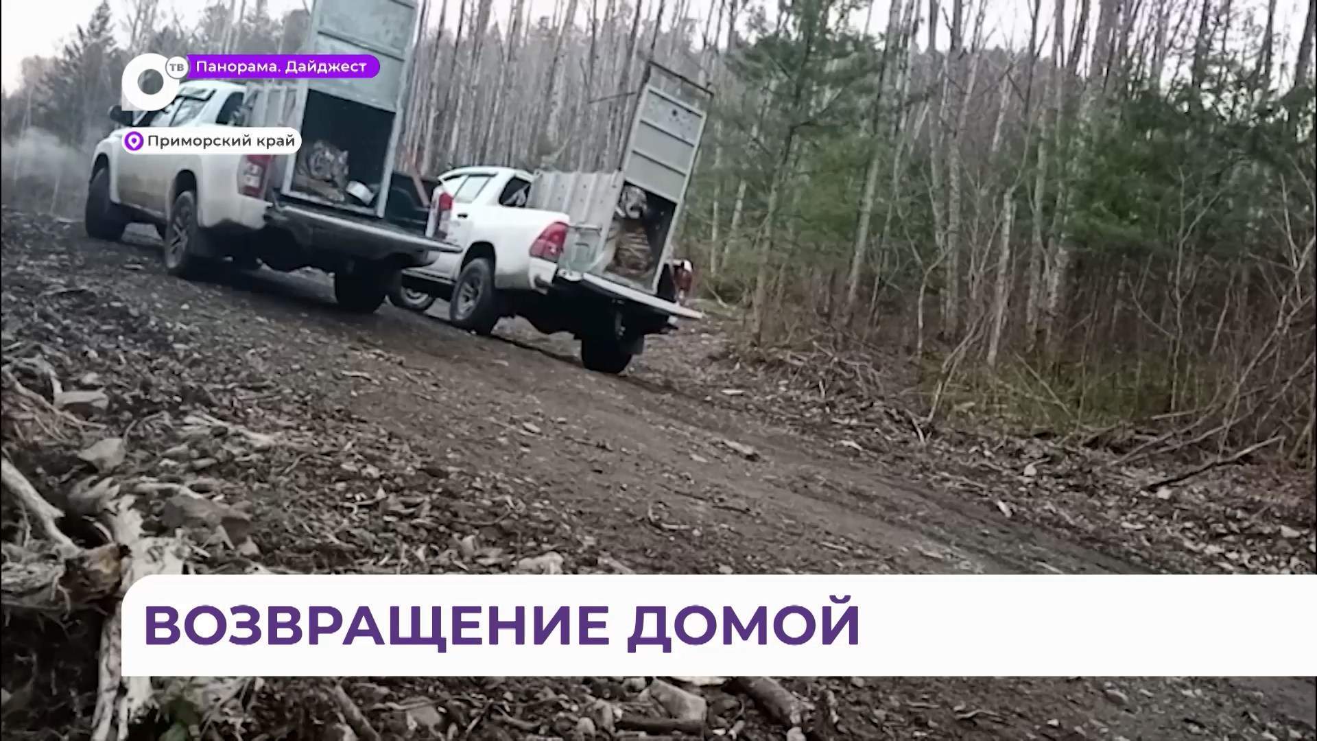 Центр реабилитации диких животных «Тигр» выпустил на волю двух полосатых хищников