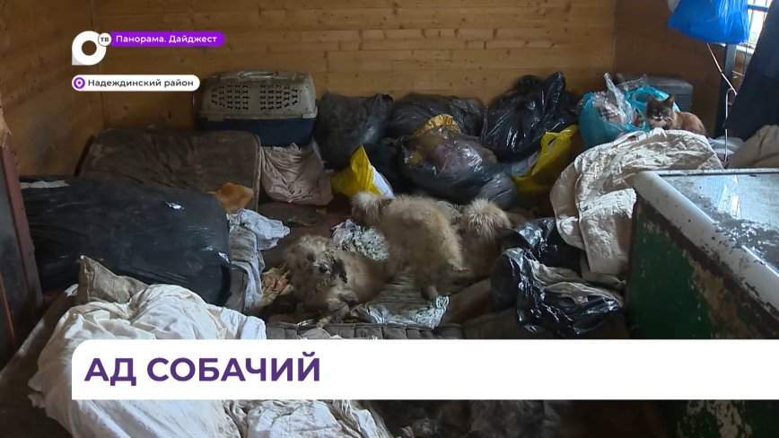 Волонтёры спасли истощенных животных из дома с антисанитарными условиями в Кипарисово