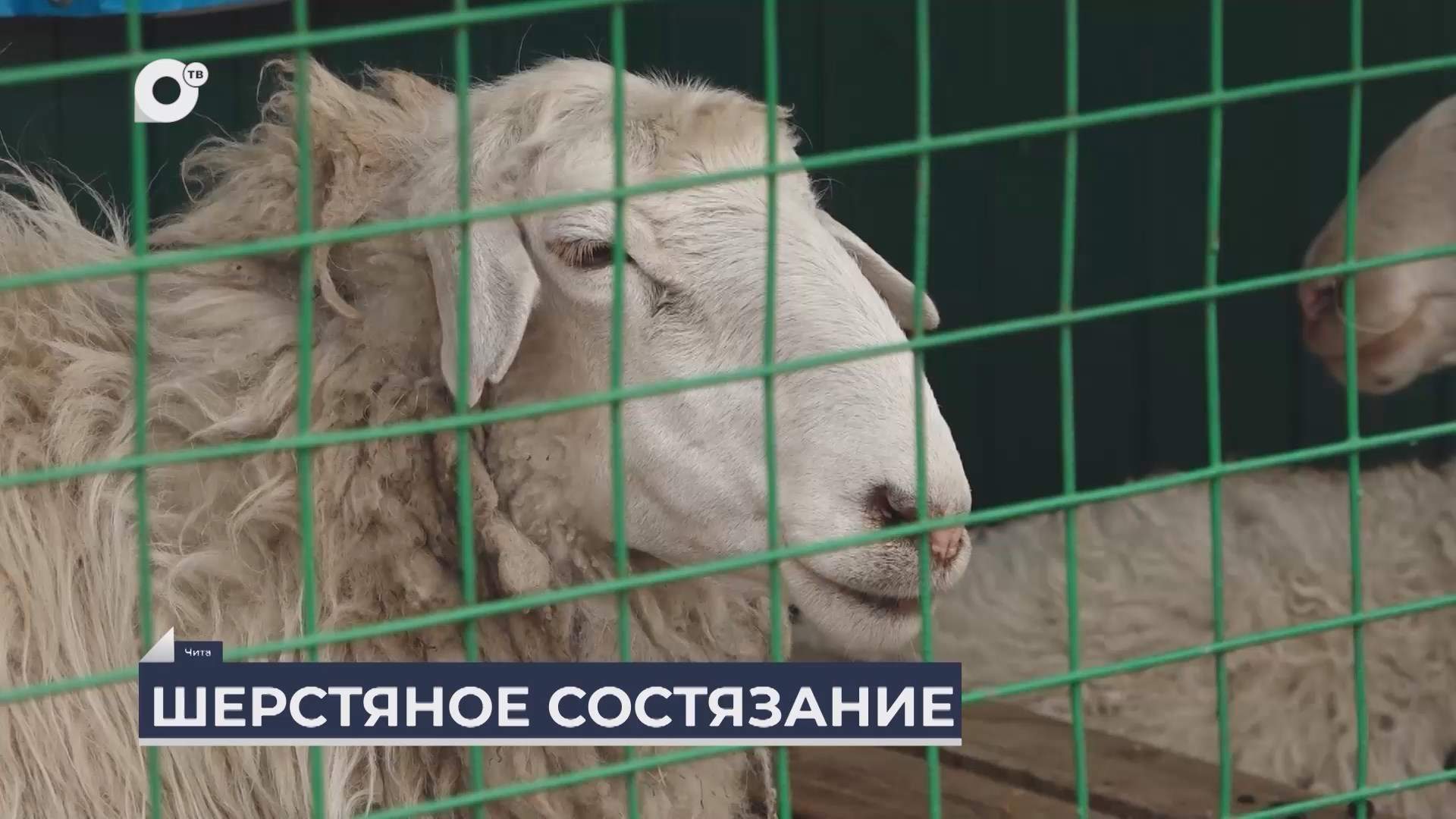 Дальний Восток на связи / Выставка лучших овец в Забайкалье 
