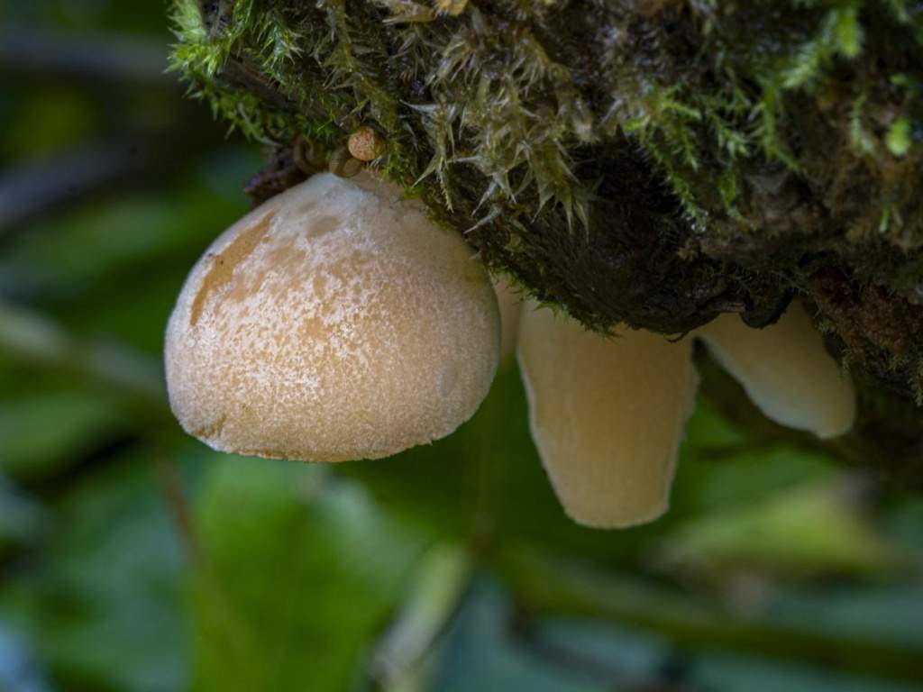 Crepidotus_indicus (фото Е. Малышева) jpeg.jpg