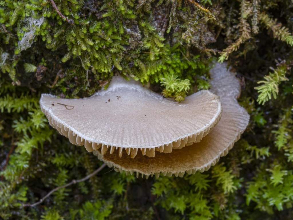 Crepidotus sokolovii (фото В. Малышева) jpeg.jpg