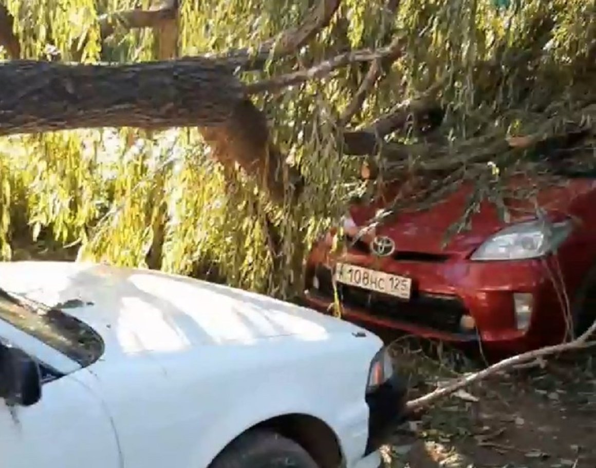 Огромное дерево рухнуло на автомобили во Владивостоке