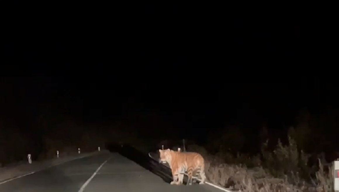 «Мама, это он»: тигр преградил дорогу двум леди в Приморье