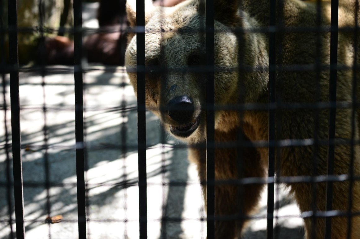 «Представить страшно»: выяснились подробности нападения медведя в Приморье