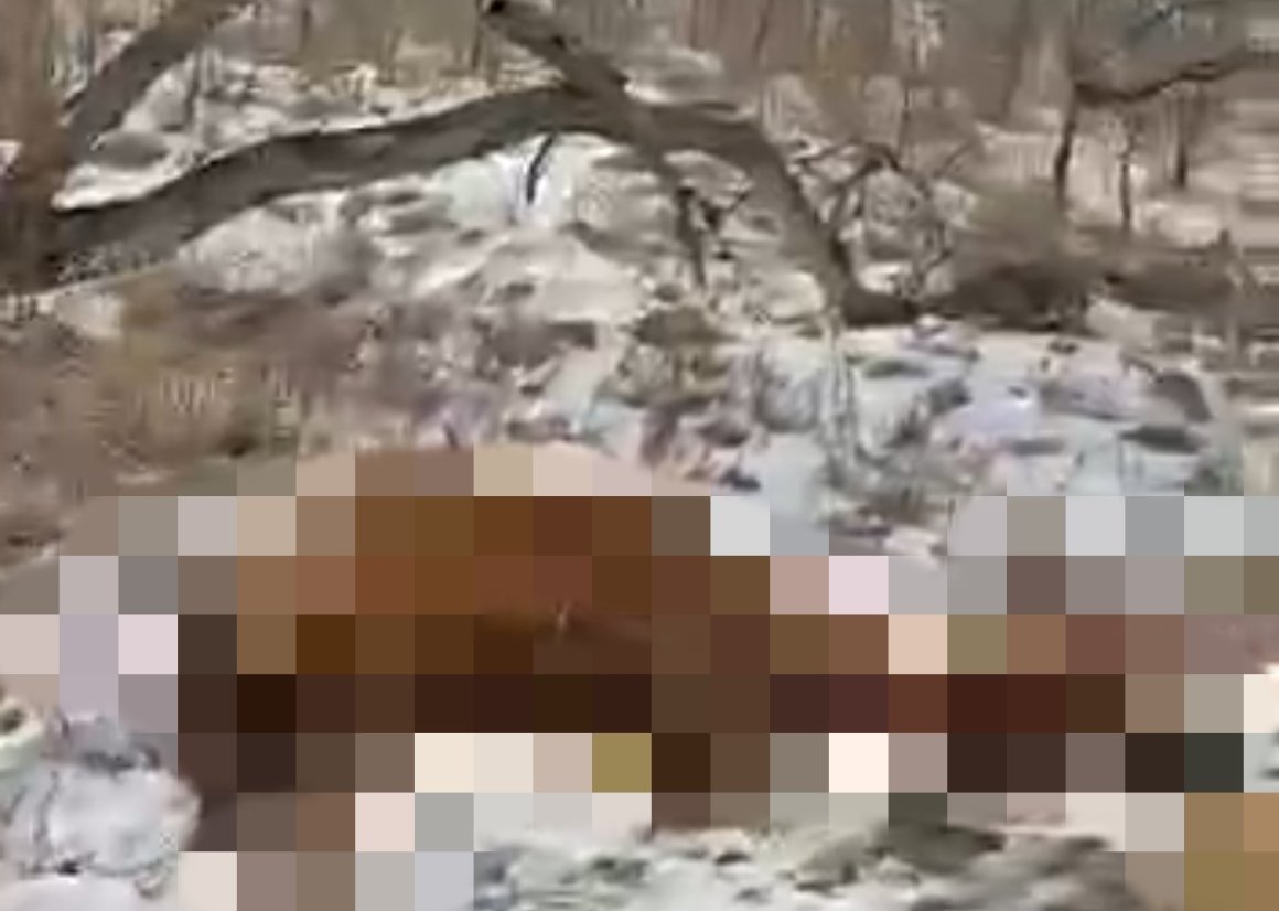 «Собаки, птицы или еще кто дожрëт»: труп обнаружен в лесу в Приморье