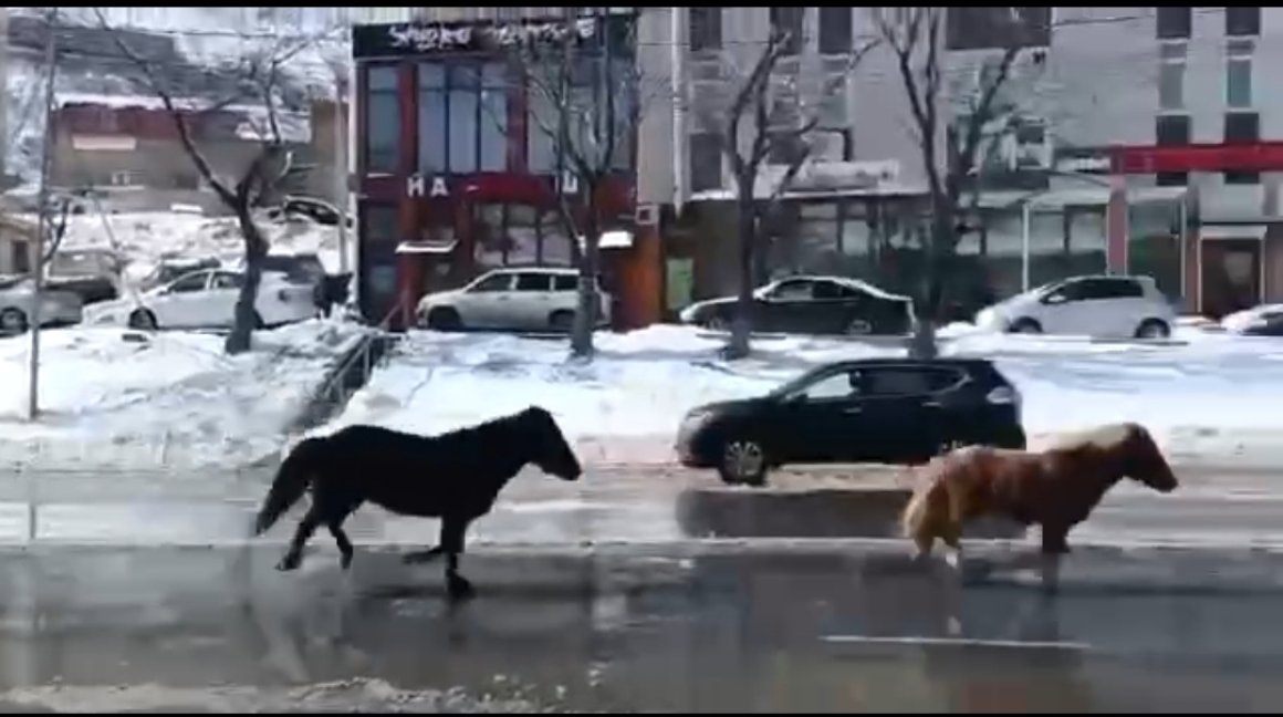 Раскрыта тайна «двух лошадиных сил» на проезжей части во Владивостоке — видео