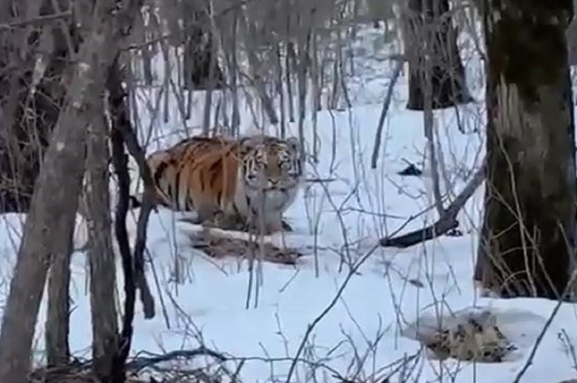 «Не ожидал гостей увидеть»: люди встретили тигра в Приморье