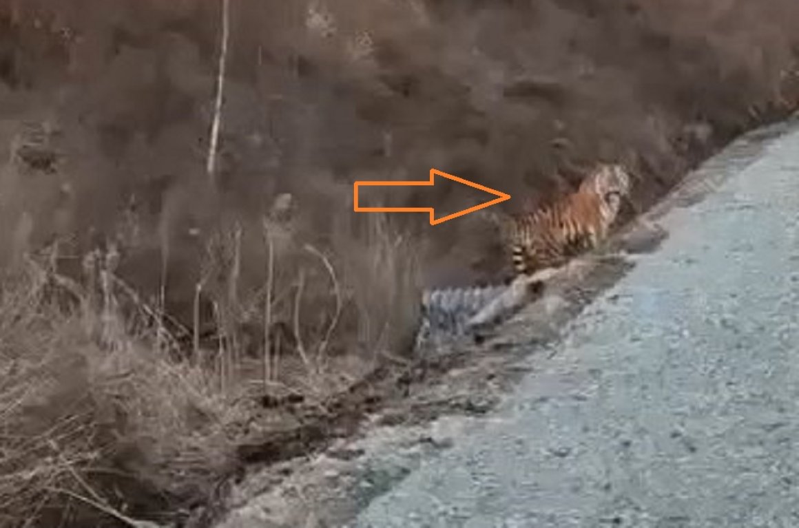 Недалеко от Владивостока к автолюбителям вышел амурский тигр