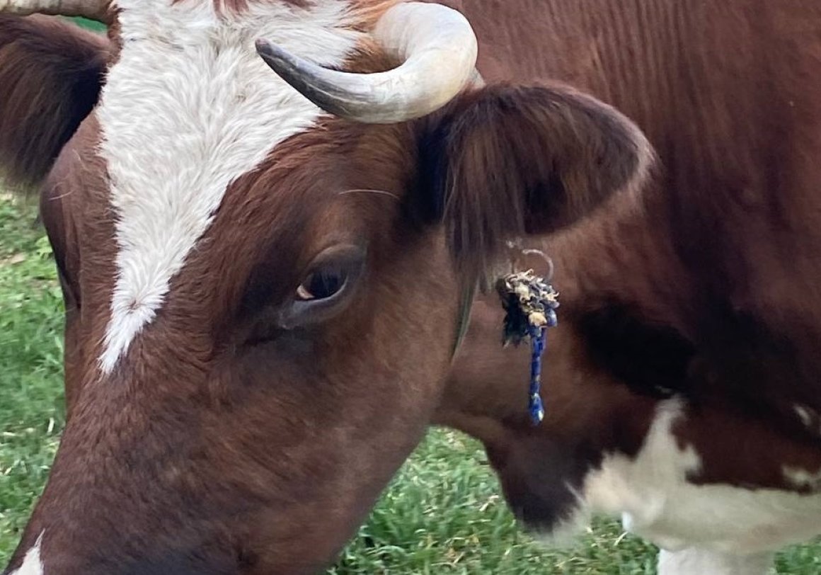 «До трагедии один шаг»: разъяренная корова напала на жителя Приморья