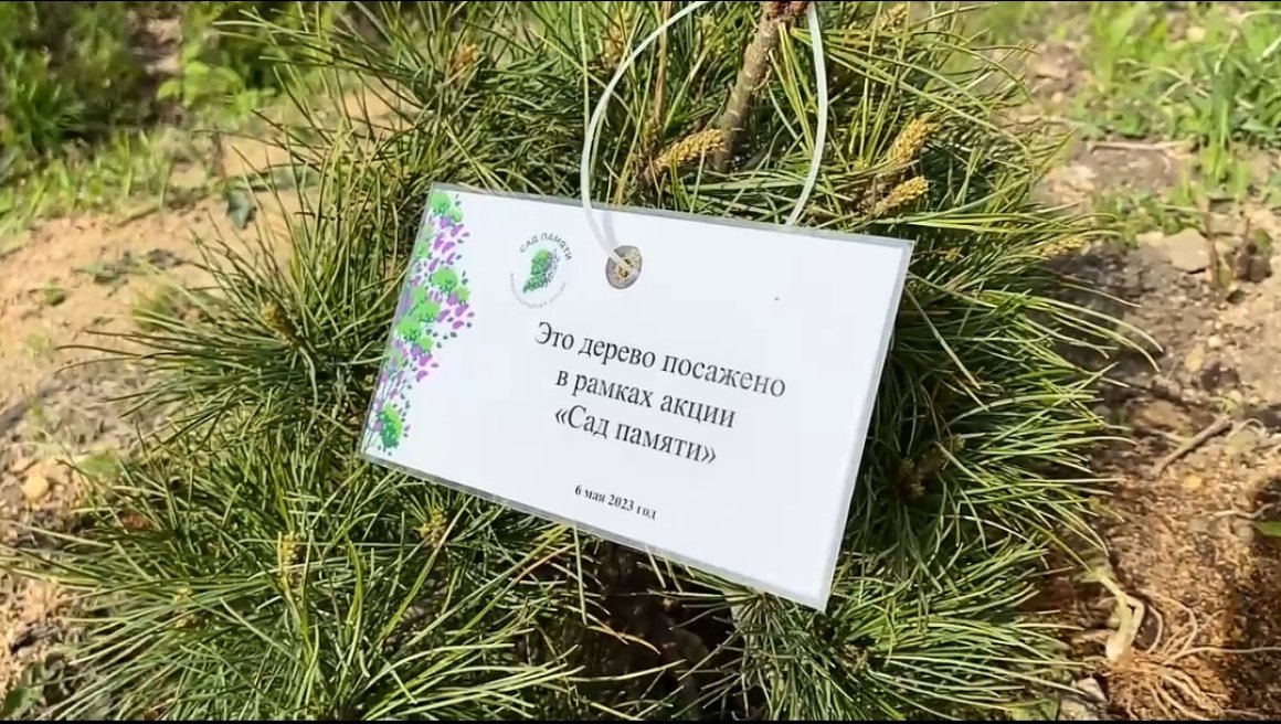 «Сад памяти» вместе с детьми посадил на острове Русском Олег Кожемяко