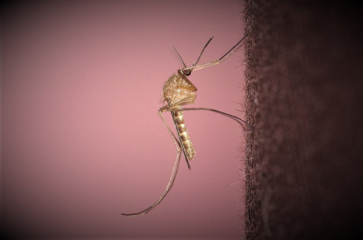Большие проблемы от маленького укуса: остерегайтесь комаров
