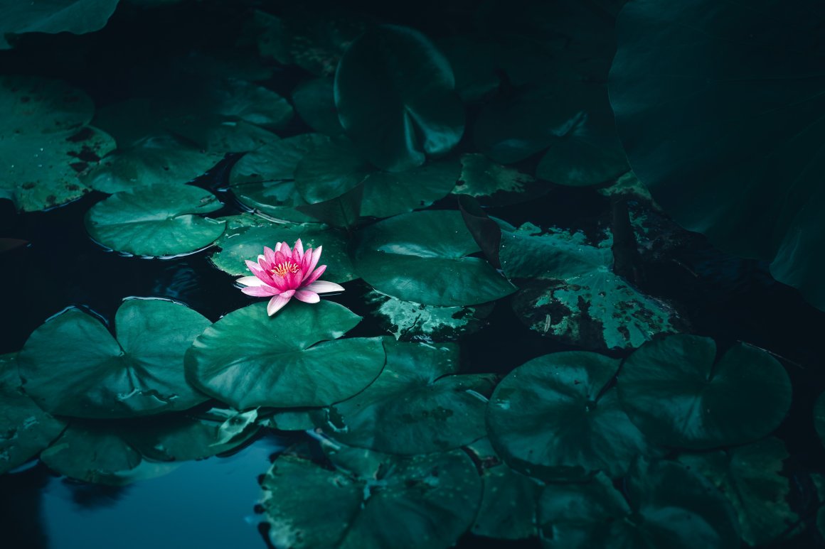 Озёра в Приморье окрасились в розовый: путеводитель по местам цветения лотосов