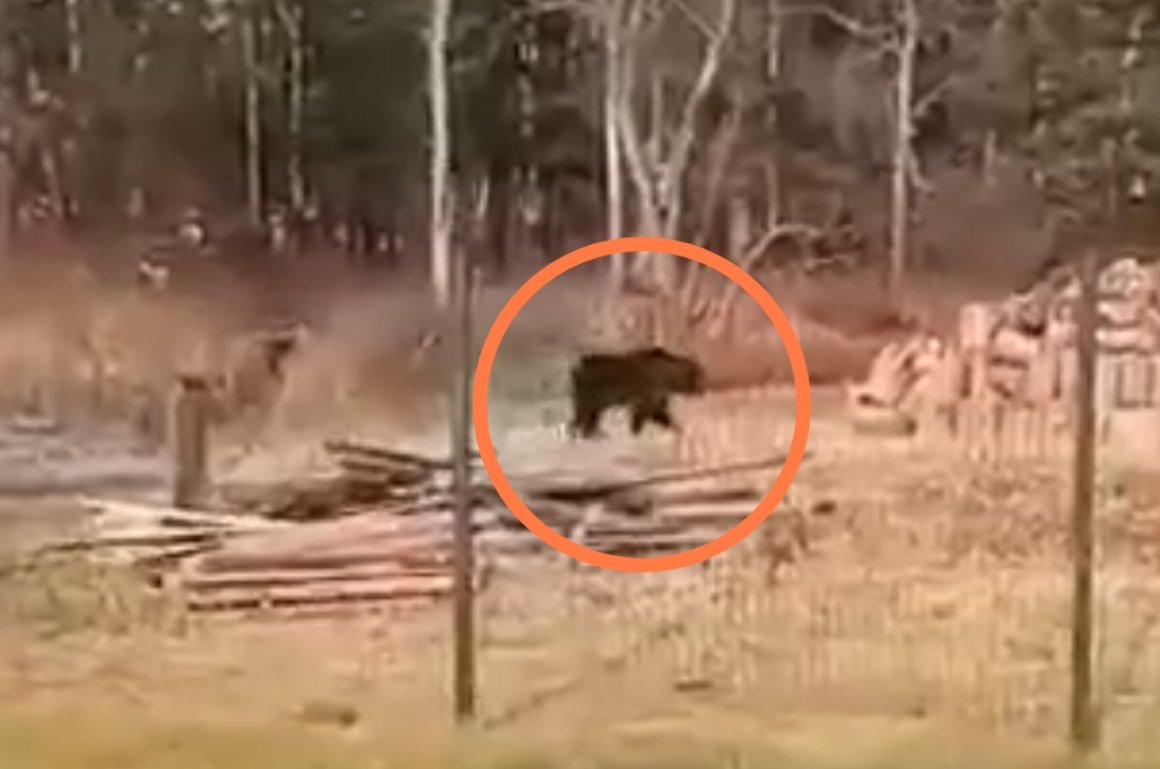 Ходит медведь прям к школе»: пугающее видео сняли в Приморье - ОТВ-Прим -  Общественное телевидение Приморья ОТВ