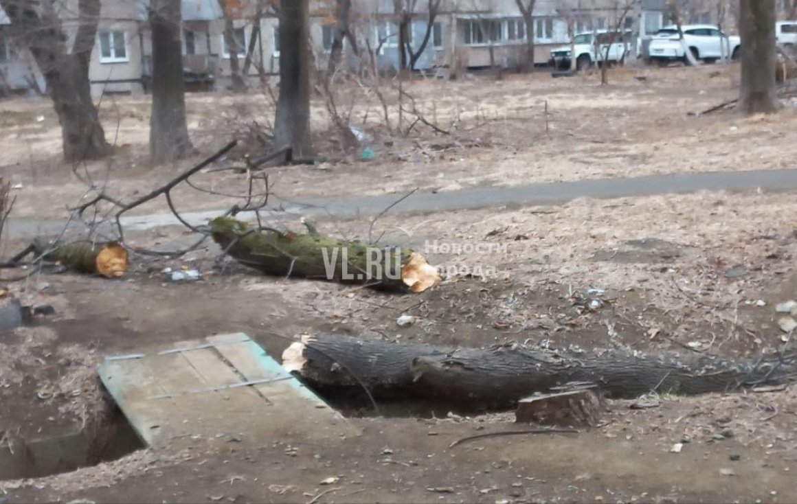 Дерево рухнуло на супружескую пару во Владивостоке