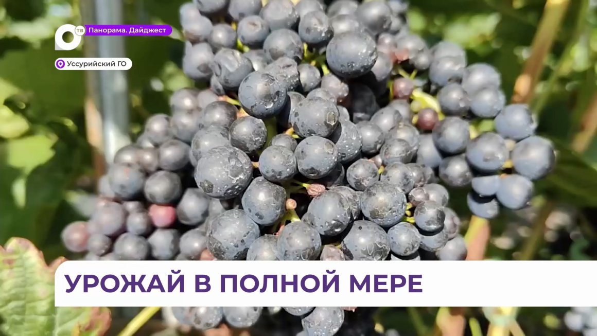Оптимальные условия для созревания плодов