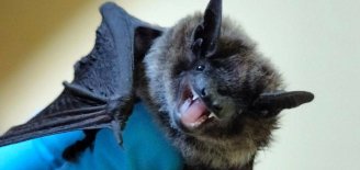 Большой сюрприз и настоящее открытие ждали учёных в пещере Приморья