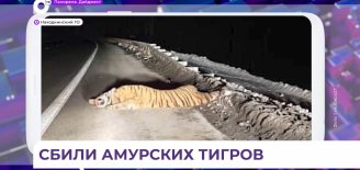 Под колёсами автомобиля в Приморье погиб амурский тигр