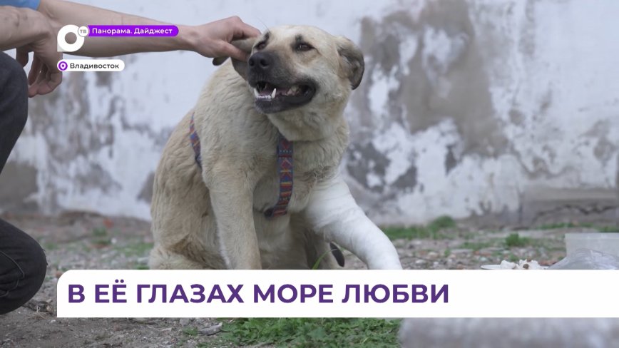 Во Владивостоке женщина спасла жизнь покалеченной неизвестными собаке