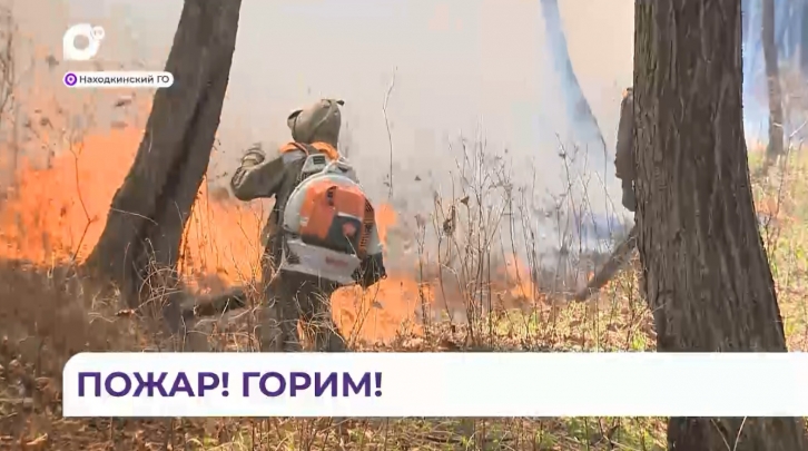 Лесные пожары пытаются потушить в Приморье 
