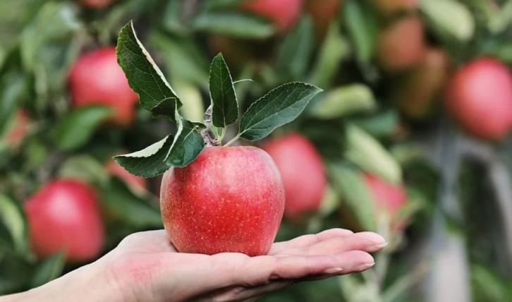 Кактус должны есть все: показательную историю о яблоках рассказали в МИД
