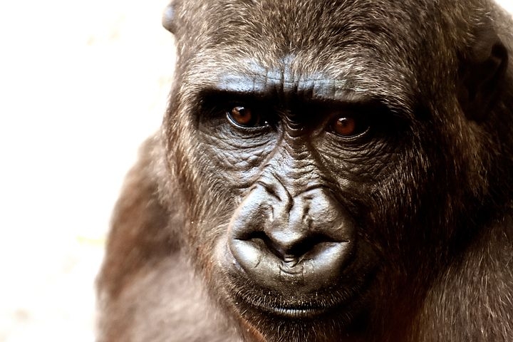 В Приморье рассказали о мерах против редкого заболевания - оспы обезьян 