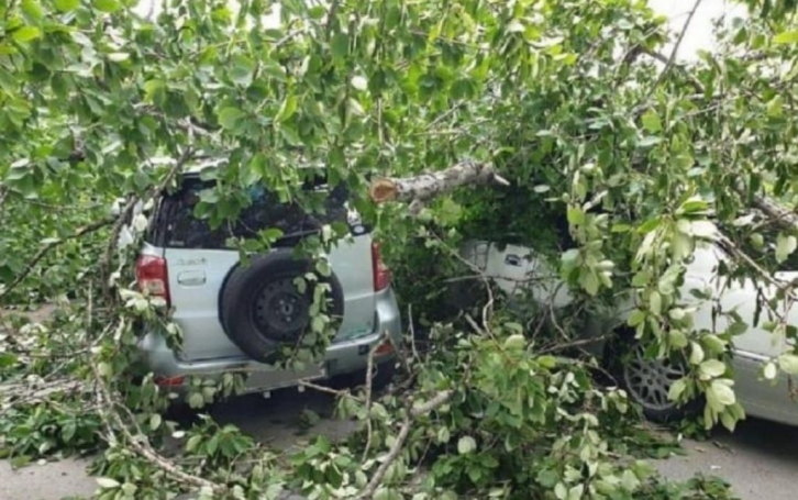 Первые жертвы непогоды во Владивостоке: дерево рухнуло на автомобиль