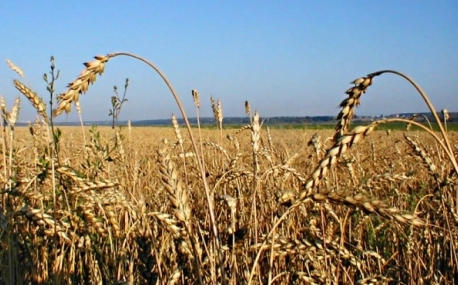 2,5 тысяч гектаров будут изъяты у недобросовестных землепользователей в Приморье