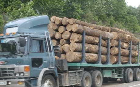 В приморских пунктах приема древесины прведены массовые проверки