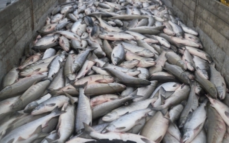 Масштабный рыбный кластер создают в Приморье