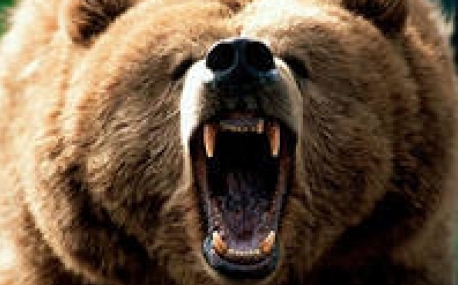 В Находке медведь-агрессор разгуливал по улицам